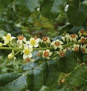 Afbeeldingsresultaten voor "pionosyllis Serrata". Grootte: 177 x 185. Bron: pharmaceuticasl.com.br