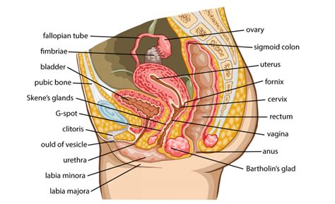 Female Reproductive System Healthinfi