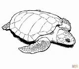 Sea Color Turtle Drawing Coloring Pages Turtles Draw Getdrawings sketch template