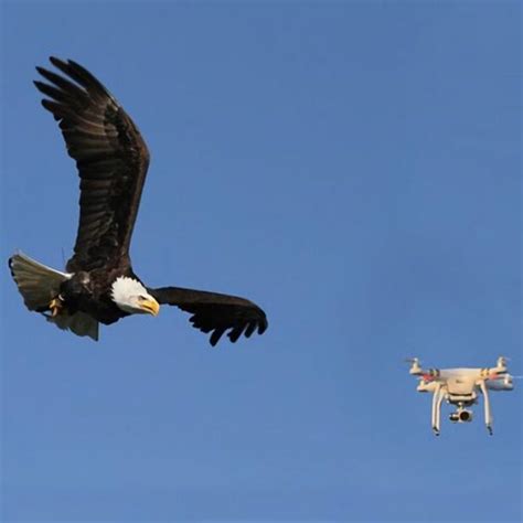 bald eagle destroys government drone