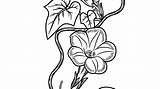 Morning Glory Coloring Pages Drawing Botanical Getdrawings Flower sketch template