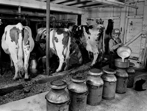 the american dairy industry