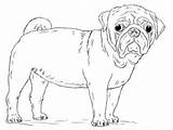 Pug Coloring Dog Pages Draw Cute Drawing Printable Puppy Step Kids Pugs Print Mops Drawings Dogs Categories Getdrawings Visit Library sketch template