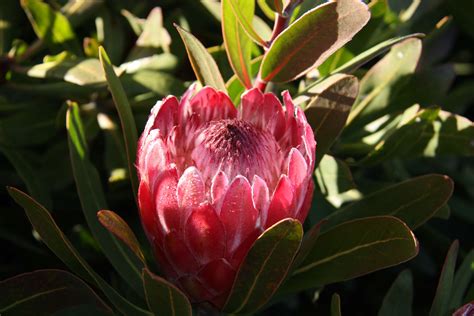 protea pink ice maryflower