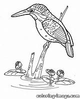 Kingfisher Coloring Pages Getcolorings Printable Color Animal sketch template
