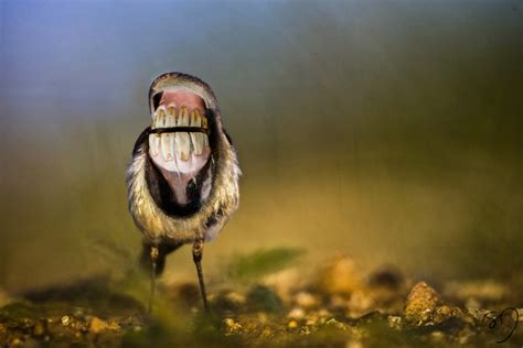 des oiseaux effrayants avec une bouche et des dents