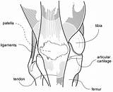 Knee Illustration Anatomy Joints Medical Transparent Webp Svg Wpclipart sketch template