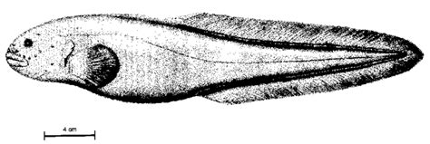 thermarces sp  drawing   holotype  mm sl  scientific diagram