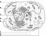Cytoskeleton sketch template