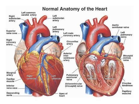 fungsi  bagian bagian organ jantung manusia sinichinet