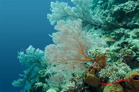 indonesia marine life 1 sea view imaging dan and joyce lindsay