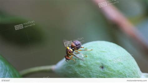 Queensland Fruit Fly Laying Eggs Stock Video Footage 8785687