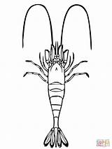 Ausmalbilder Shrimp sketch template