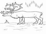 Tundra Coloring Pages Getcolorings Arctic Printable Color Getdrawings sketch template