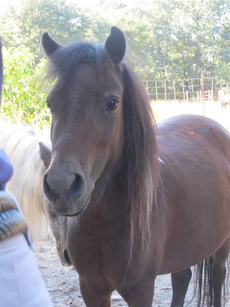 dainty mare      home offered  mini horse sales horse sales