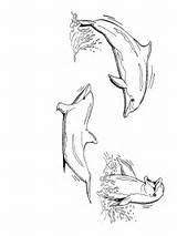 Dolfijn Dolfijnen Kleurplaten Delfine Dieren Lumba Dolphins Mewarnai Animasi Delphin Dauphin Bergerak Animaux Malvorlagen Delfini Animaatjes Coloriage Kleurplaatjes Malvorlagen1001 Kleurplatenwereld sketch template