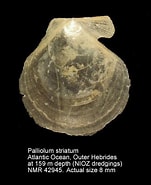 Afbeeldingsresultaten voor "palliolum Striatum". Grootte: 151 x 185. Bron: www.nmr-pics.nl