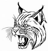 Bobcat Drawing Bobcats Face Drawings Clipart Cassville High School Animal Logo Bloomington Delta Cy Fair Draw Wildcat Wildcats Easy Animals sketch template