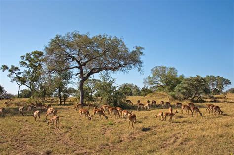 Mpumalanga And Kruger National Park Photo Gallery Fodor