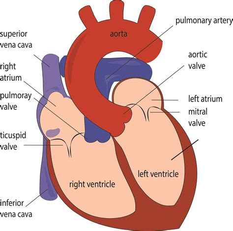 heart kardiohirurgijars
