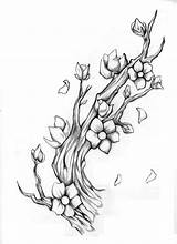 Blossom Cherry Branch Drawing Pencil Tattoo Tree Stencil Outline Branches Tattoos Vine Drawings Flower Sketch Blossoms Japanese Deviantart Designs Butterfly sketch template