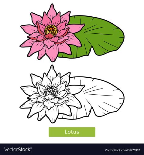 coloring book flower lotus royalty  vector image