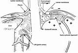 Esophagus Anatomy Esophageal Intechopen Figure sketch template