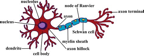 electrician  neuron