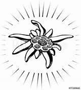 Edelweiss Tattoo Flower Vector Leontopodium Alpinism Symbol Illustration Logo Clipartmag Drawing Shutterstock sketch template