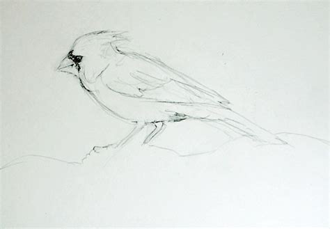 nature notes  draw  bird sketching