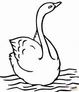 Swan Cisne Cigno Swans Cigni Stampare Nadando Fresco Mute sketch template
