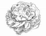 Peony Peonies Drawing Tattoo Flower Clipart Line Clip Illustration Drawings Engraving Flowers Gladiolus Simple Deviantart Cliparts Easy Tattoos Pivoine Dessin sketch template