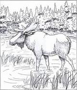 Coloring Pages Moose Printable Wood Patterns Animal Carving Color Bing Adults Animals Book Printables Coloringpages101 Alaskan Colouring Adult Burning Draw sketch template