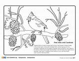 Cardinal Coloring Handout Depicts Plumage Branch Artsphere sketch template