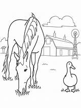 Caballos Dibujoswiki Horse sketch template