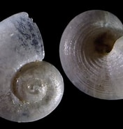 Afbeeldingsresultaten voor Skenea serpuloides Feiten. Grootte: 176 x 185. Bron: www.idscaro.net