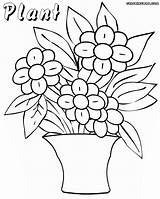 Plant Coloring Pages Plants Colorings sketch template