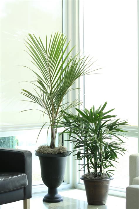 6 indoor trees to keep your home green in winter diy