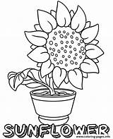 Sunflowers Topcoloringpages sketch template