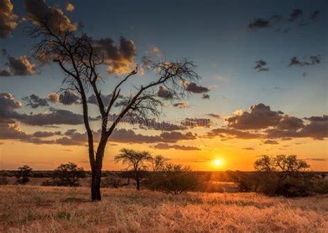 Sunset In The African Bush Stock Image Image Of Beautiful 177636569