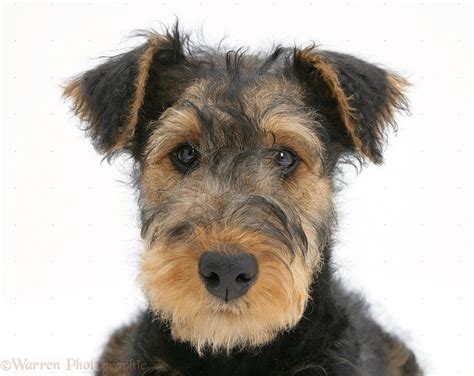 airedale terrier breed guide learn   airedale terrier