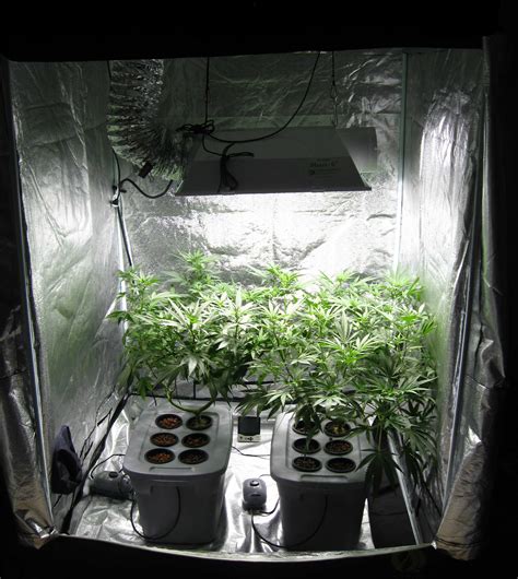 examples  common cannabis grow setups grow weed easy