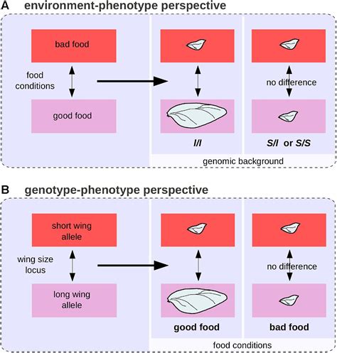 frontiers the differential view of genotype phenotype relationships