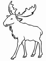Moose Coloring Pages Elk Clipart Drawing Printable Outlines Animal Line Kids Color Animals Eurasian Bull Super Drawings sketch template