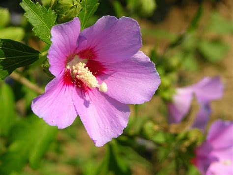 mallow   photo  freeimages