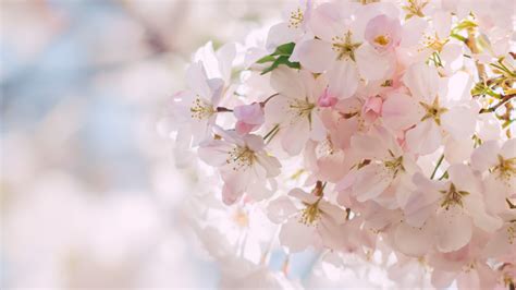 photo spring blossom blooming flower fragrance
