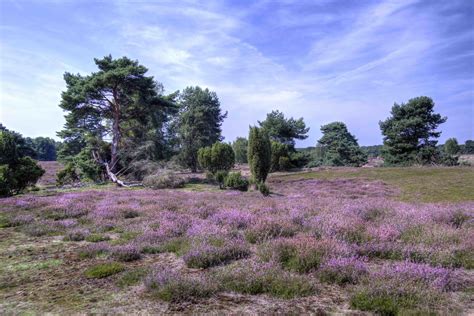 die heide blueht