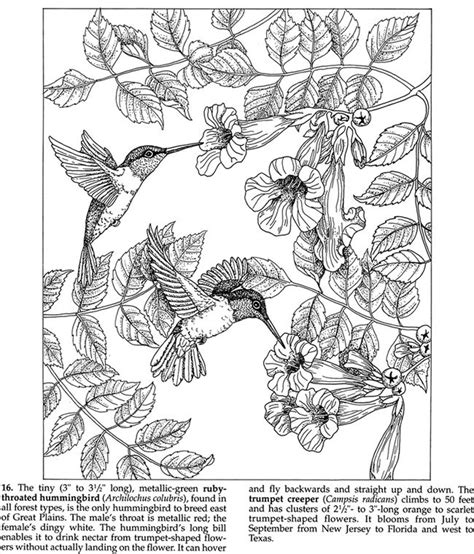 hummingbirds animal coloring books coloring books bird coloring pages