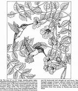 Hummingbirds Pages Adult Hummingbird Bird sketch template