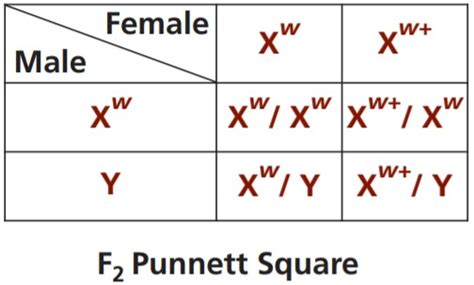 Fruit Fly Punnett Squares Worksheet Genetic Crosses That Involve 2